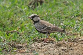 Pustynka szarawa - Eremopterix griseus - Ashy-crowned Sparrow Lark