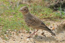 Pustynka szarawa - Eremopterix griseus - Ashy-crowned Sparrow Lark