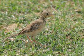 Świergotek rdzawy - Anthus rufula - Paddyfield Pipit