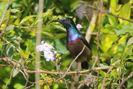 Nektarnik długodzioby - Cinnyris lotenius - Long-billed Sunbird