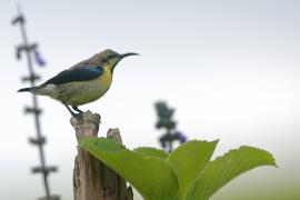 Nektarnik stalowy - Cinnyris asiaticus - Purple Sunbird