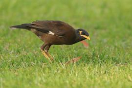 Majna brunatna - Acridotheres tristis - Common Myna