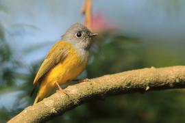 Komarówka szarogłowa - Culicicapa ceylonensis - Grey-headed Canary-flycatche