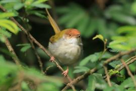 Krawczyk zwyczajny - Orthotomus sutorius - Common Tailorbird