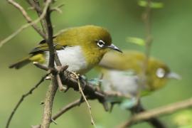 Szlarnik cejloński - Zosterops ceylonensis - Sri Lanka White-eye