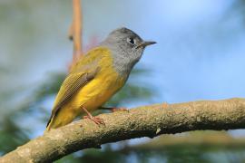 Komarówka szarogłowa - Culicicapa ceylonensis - Grey-headed Canary-flycatche