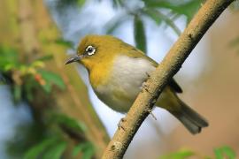 Szlarnik cejloński - Zosterops ceylonensis - Sri Lanka White-eye