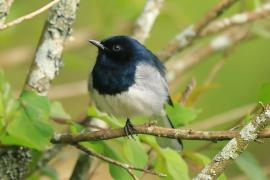Sroczek zmienny - Copsychus saularis - Oriental Magpie-Robin