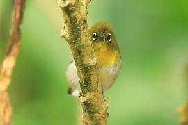 Szlarnik cejloński - Zosterops ceylonensis - Sri Lanka White-eye