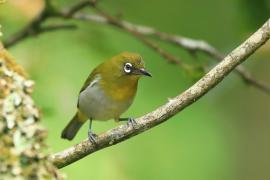 Szlarnik cejloński - Zosterops ceylonensis - Sri Lanka White-eye