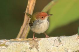 Krawczyk zwyczajny - Orthotomus sutorius - Common Tailorbird