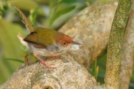 Krawczyk zwyczajny - Orthotomus sutorius - Common Tailorbird