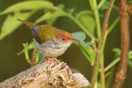Krawczyk zwyczajny - Orthotomus sutorius - Common Tailorbird