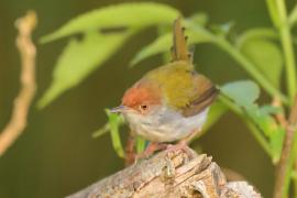 Krawczyk zwyczajny - Orthotomus sutorius - Common Tailorbird