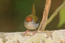 Krawczyk zwyczajny - Orthotomus sutorius - Common Tailorbird