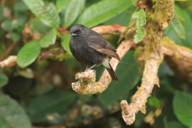 Kląskawka czarna - Saxicola caprata - Pied Bush Chat