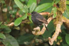 Kląskawka czarna - Saxicola caprata - Pied Bush Chat