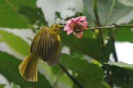 Szczeciak złotolicy - Acritillas indica - Yellow-browed Bulbul
