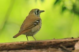 Drozdaczek plamoskrzydły - Geokichla spiloptera - Spot-winged Thrush