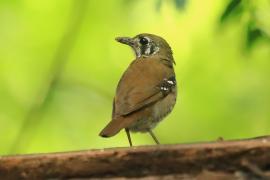 Drozdaczek plamoskrzydły - Geokichla spiloptera - Spot-winged Thrush