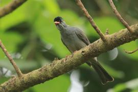 Szczeciak równosterny - Hypsipetes ganeesa - Square-tailed Bulbul