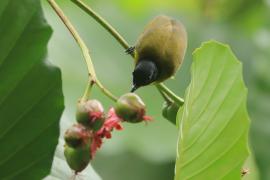 Bilbil czarnoczuby - Pycnonotus melanicterus - Black-capped Bulbul