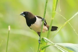 Mniszka białorzytna - Lonchura striata - White-rumped Munia