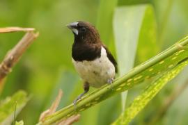 Mniszka białorzytna - Lonchura striata - White-rumped Munia