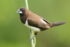 Mniszka białorzytna - Lonchura striata - White-rumped Munia