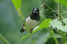 Mniszka białorzytna - Lonchura striata - White-rumped Munia