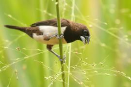 Mniszka białorzytna - Lonchura striata - White-rumped Munia