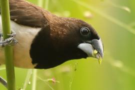 Mniszka białorzytna - Lonchura striata - White-rumped Munia