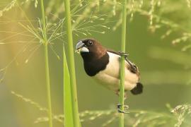 Mniszka białorzytna - Lonchura striata - White-rumped Munia