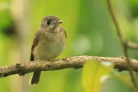 Muchołówka białogardła - Muscicapa muttui - Brown-breasted Flycatcher