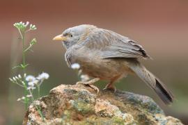 Dżunglotymal żółtodzioby - Argya affinis - Yellow-billed Babbler