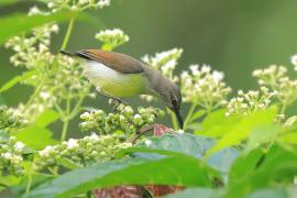 Nektarnik żółtobrzuchy - Leptocoma zeylonica - Purple-rumped Sunbird