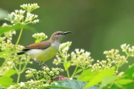 Nektarnik żółtobrzuchy - Leptocoma zeylonica - Purple-rumped Sunbird