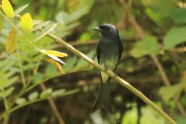 Dziwogon białobrzuchy - Dicrurus caerulescens - White-bellied Drongo