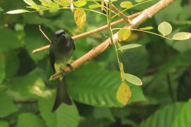 Dziwogon białobrzuchy - Dicrurus caerulescens - White-bellied Drongo