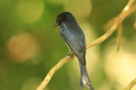 Dziwogon białobrzuchy - Dicrurus caerulescens - White-bellied Drongo