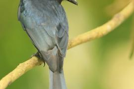 Dziwogon białobrzuchy - Dicrurus caerulescens - White-bellied Drongo