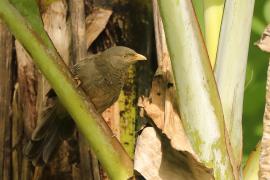 Dżunglotymal żółtodzioby - Argya affinis - Yellow-billed Babbler