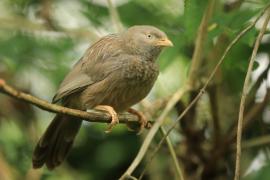 Dżunglotymal żółtodzioby - Argya affinis - Yellow-billed Babbler