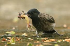 Bilbil czerwonoplamy - Pycnonotus cafer - Red-vented Bulbul