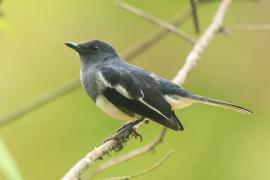 Sroczek zmienny - Copsychus saularis - Oriental Magpie-Robin