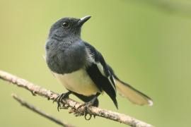 Sroczek zmienny - Copsychus saularis - Oriental Magpie-Robin