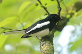Sroczek zmienny - Copsychus saularis - Oriental Magpie-Robin