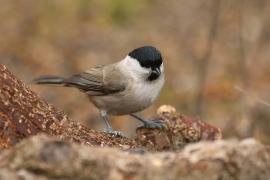 Sikora uboga - Poecile palustris - Marsh Tit