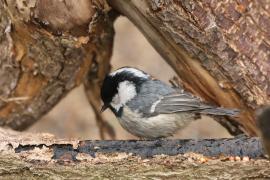 Sosnówka - Periparus ater - Coal Tit
