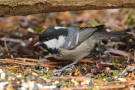 Sosnówka - Periparus ater - Coal Tit
